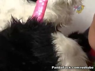 Hardt opp panda stuffs rosa dildo i stram tenåring