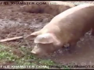 Moche ronde full-blown grand chatte baise, gratuit cochon film 48